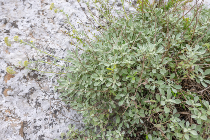 Socotra plant 50 (Helichrysum)