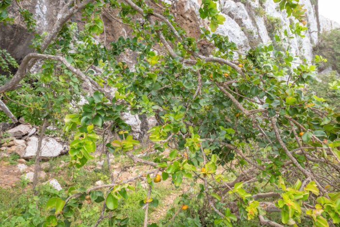 Socotran Pomegranate (Punica protopunica)