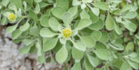 Socotra plant 50 (Helicrysum)