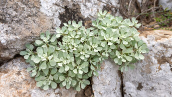 Socotra plant 50 (Helicrysum)