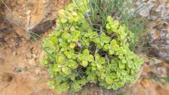 Socotran Hullwort (Coleus socotranus)