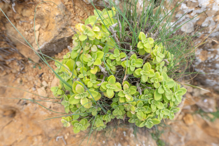 Socotran Hullwort (Coleus socotranus)