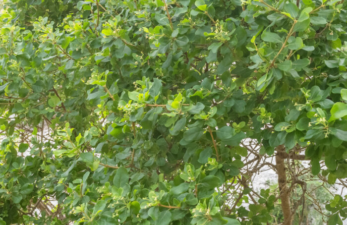Bushveld Saucerberry (Cordia quercifolia)
