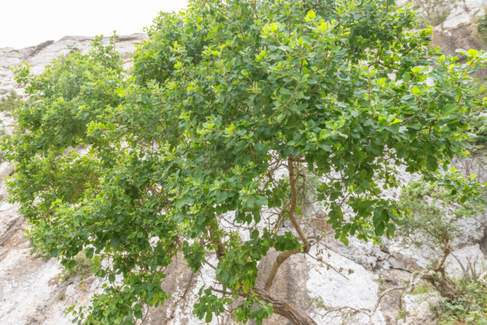 Bushveld Saucerberry (Cordia quercifolia)