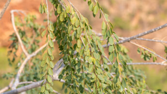 Beadbean (Maerua angolensis ssp. socotrana)