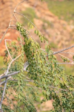 Beadbean (Maerua angolensis ssp. socotrana)