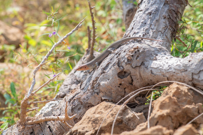Socotra Mabuya (Trachylepis socotrana)