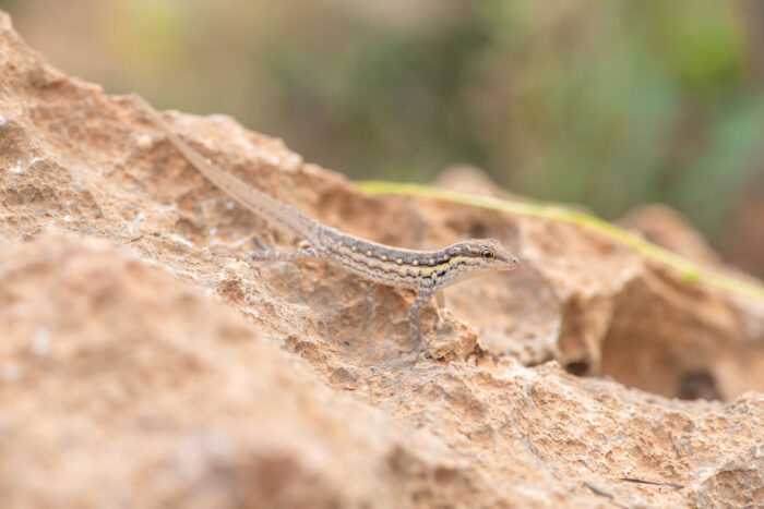 Socotra Rock Gecko (Pristurus sokotranus)
