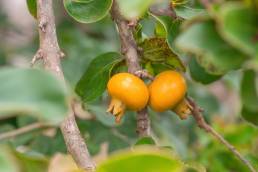 Socotran Pomegranate (Punica protopunica)