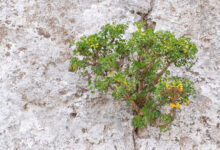 Socotra plant 51 (Apiaceae)