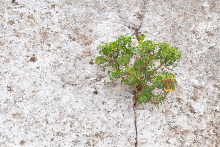 Socotra plant 51 (Apiaceae)