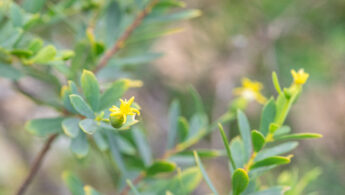 Aden Currybush (Lasiosiphon socotranus)