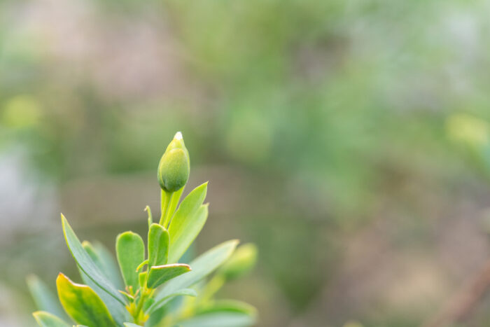 Aden Currybush (Lasiosiphon socotranus)