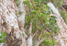 Socotran Fig (Dorstenia gigas)