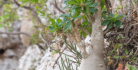 Socotran Fig (Dorstenia gigas)