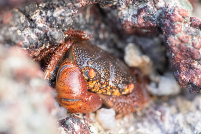 Red-eyed Reef Crab (Eriphia smithii)