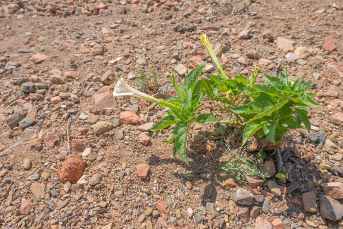 Jimsonweed (Datura stramonium)