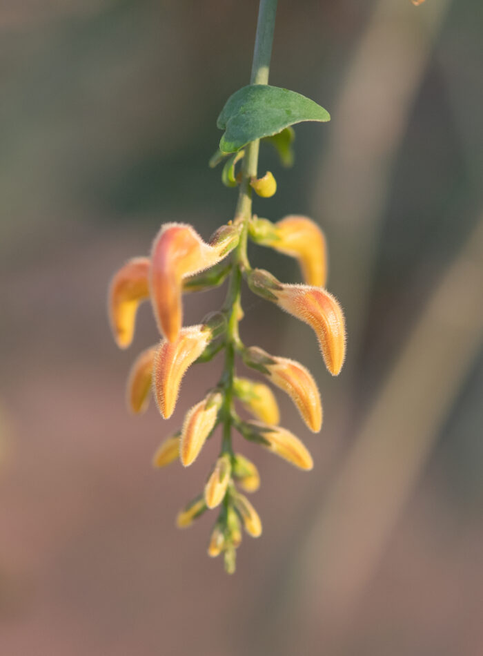 Angkalanthus oligophylla