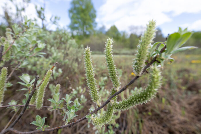 Myrvier (Salix glauca)