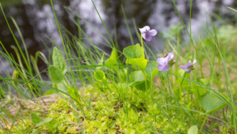 Myrfiol (Viola palustris)