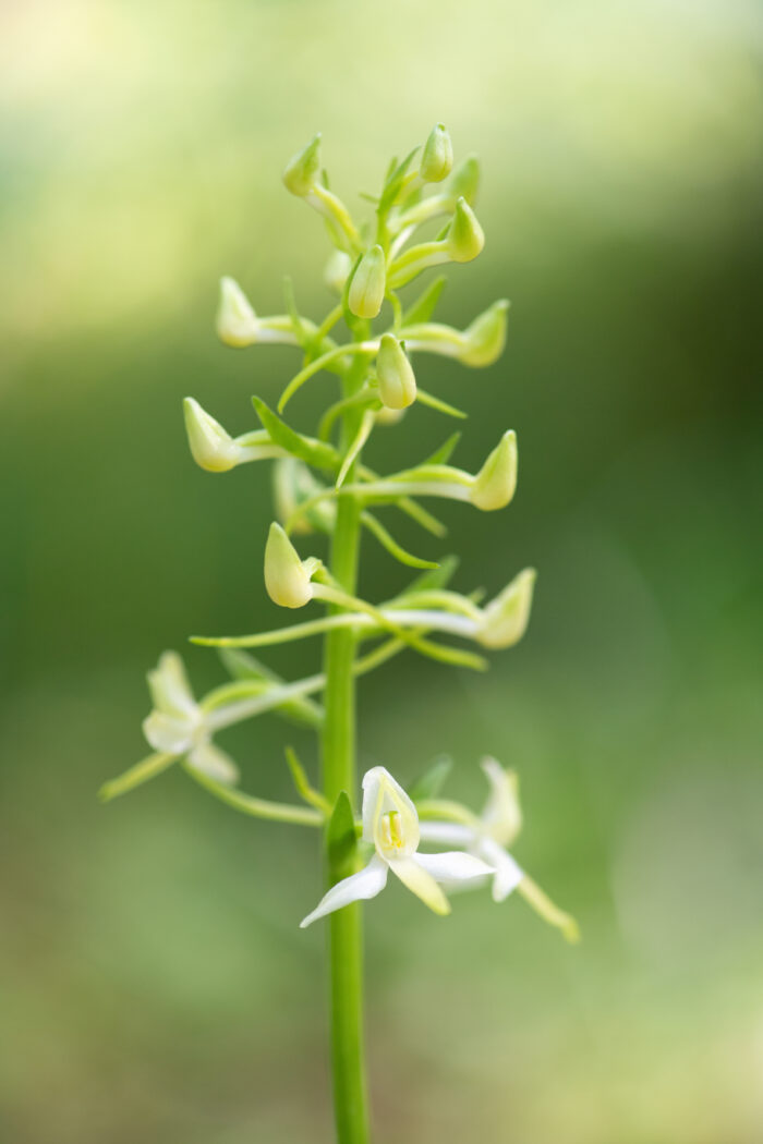 Nattfiol (Platanthera bifolia)