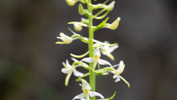 Nattfiol (Platanthera bifolia)