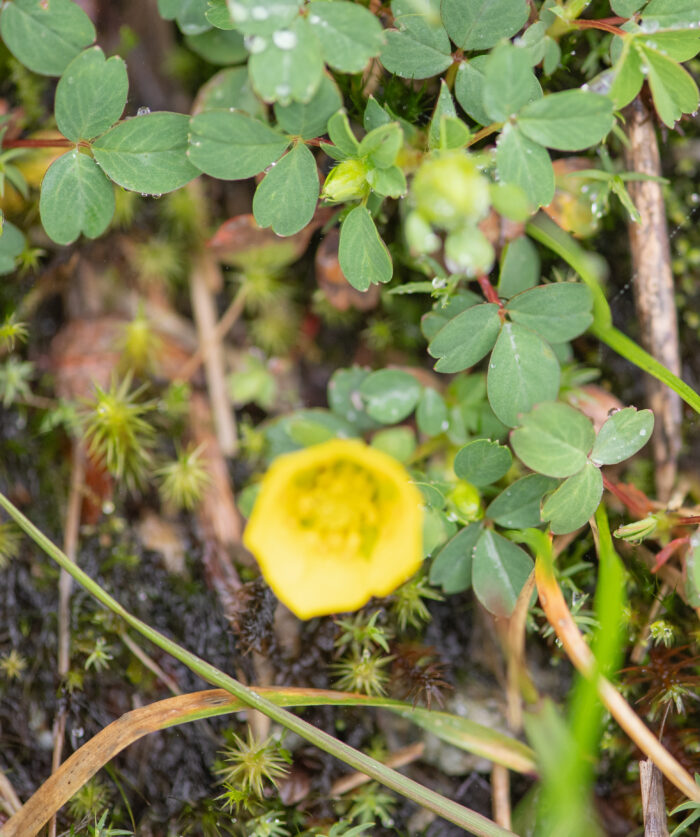 Sibbaldia cuneifolia