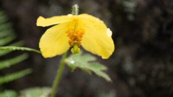 Himalayan Woodland Poppy (Cathcartia villosa)