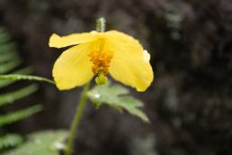 Himalayan Woodland Poppy (Cathcartia villosa)