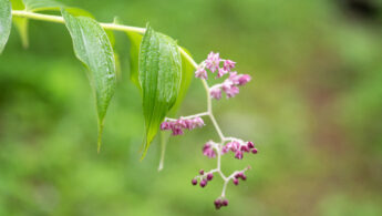 Sikkim plant (Maianthemum)