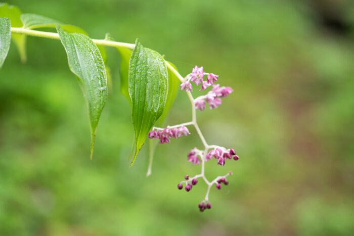 Sikkim plant (Maianthemum)