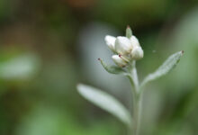 Sikkim plant (Anaphalis)