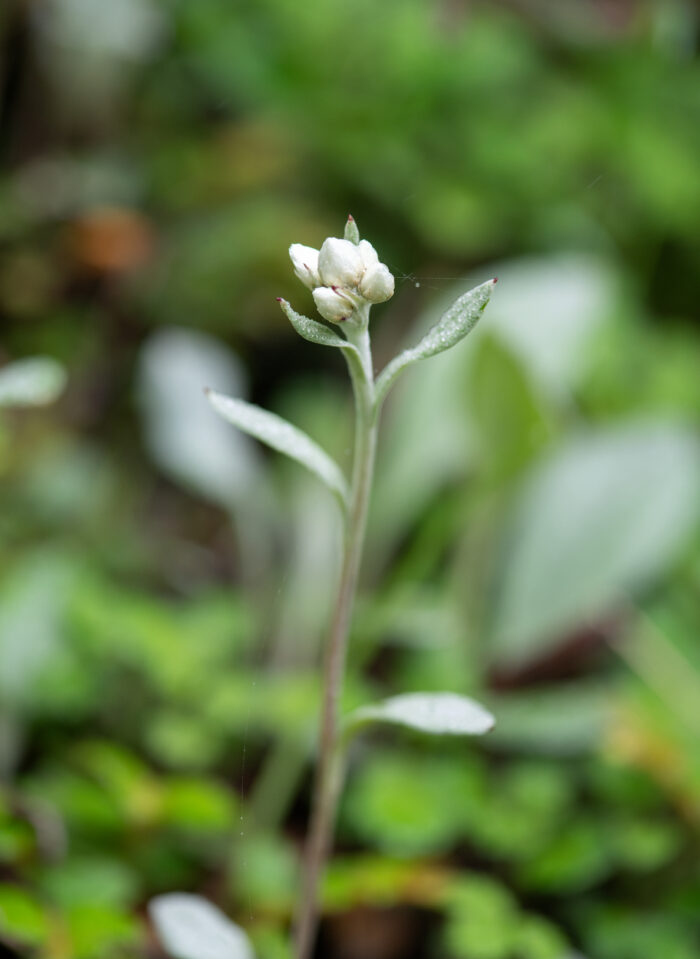 Sikkim plant (Anaphalis)