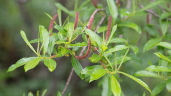 Salix myrtillacea