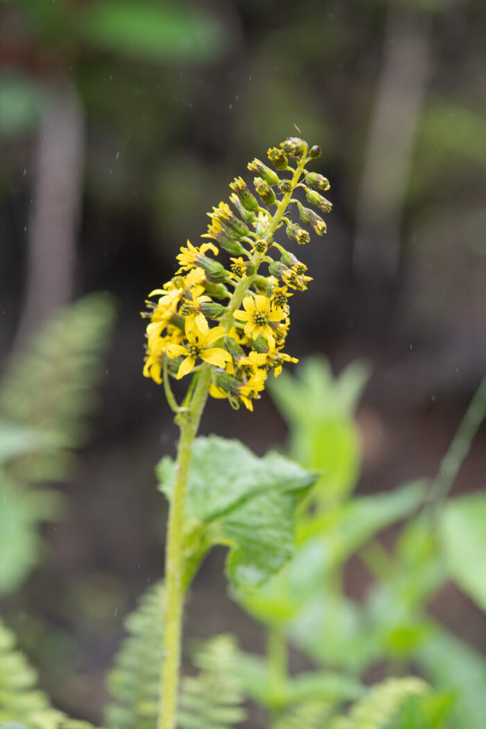 Sikkim plant (Ligularia)