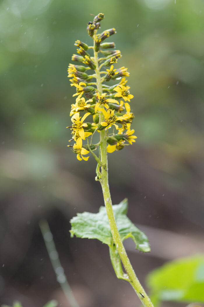 Sikkim plant (Ligularia)