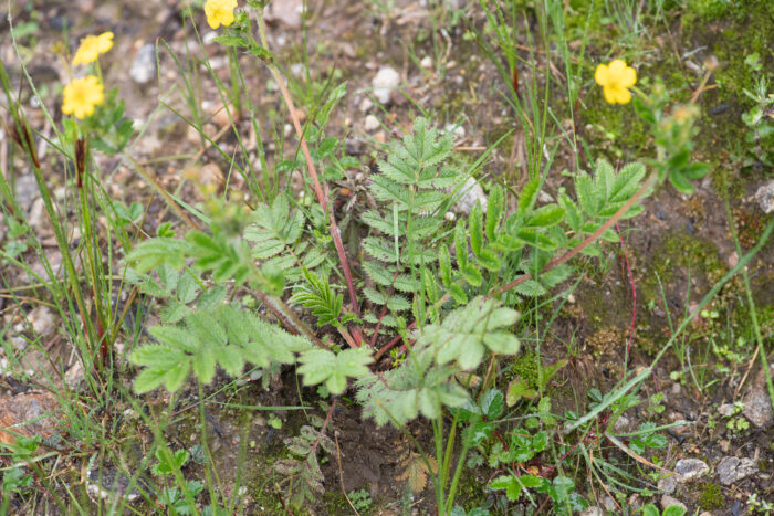 Sikkim plant (Potentilla)