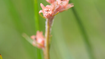 Aletris pauciflora var. pauciflora