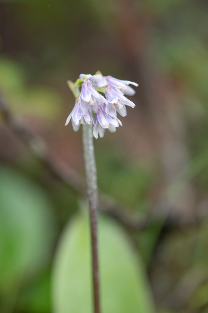Bead Lily (Clintonia udensis)