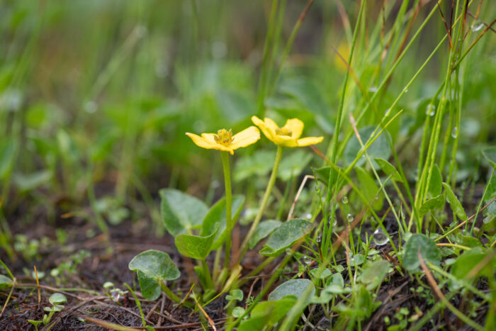 Entire-leaf Marsh Marigold (Caltha scaposa)