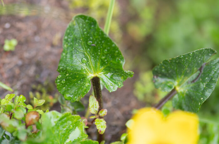 Entire-leaf Marsh Marigold (Caltha scaposa)