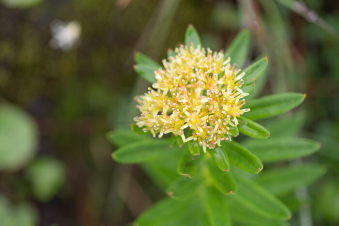 Sikkim plant (Rhodiola)