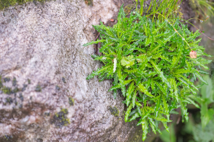 Saussurea andersonii