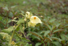 Satin Poppy (Meconopsis paniculata)