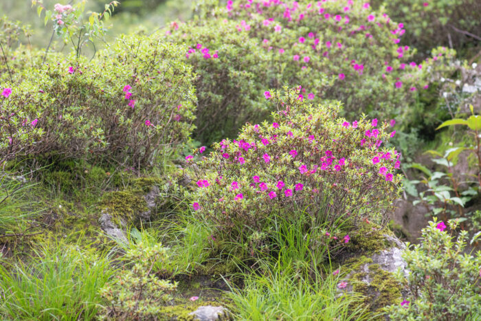 Willow-leaved Rhododendron (Rhododendron lepidotum)