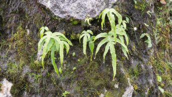 Sikkim plant (Polypodiopsida)