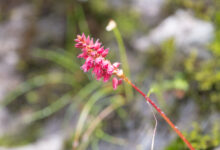 Sikkim plant (Bistorta)
