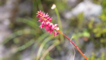 Sikkim plant (Bistorta)