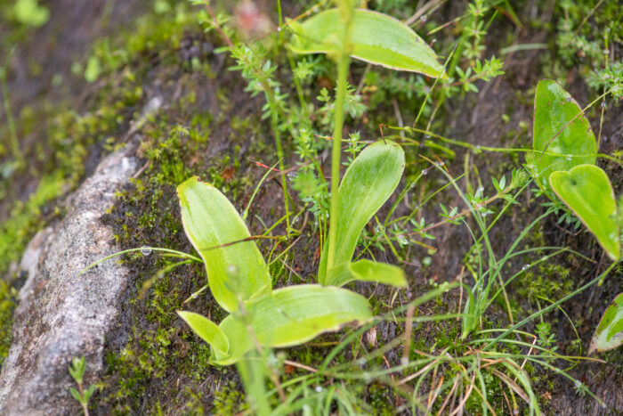 Sikkim plant (Platanthera)
