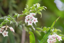 Miniature Wax Plant (Hoya bella)
